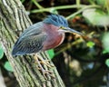 Little Green Heron Royalty Free Stock Photo