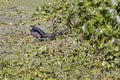 Little Green Heron Catching A Dragonfly Royalty Free Stock Photo