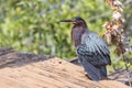 Little Green Heron Cooling Off Royalty Free Stock Photo