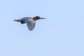 Little Green Heron In Flight Over Blue Sky Royalty Free Stock Photo