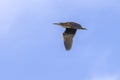 Little Green Heron In Flight Over A Blue Sky Royalty Free Stock Photo