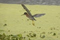 Little green heron flying over swamp vegetation in Florida. Royalty Free Stock Photo