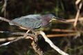 Little green heron hunting in the Florida everglades. Royalty Free Stock Photo