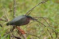 A Little Green Heron hunting its prey Royalty Free Stock Photo