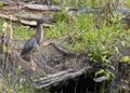 Little Green Heron Royalty Free Stock Photo