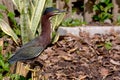 Little Green Heron