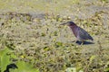 Little Green Heron Walking In A Pond Royalty Free Stock Photo