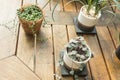 Little green houseplant on table