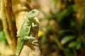 green iguana sits on a branch Royalty Free Stock Photo