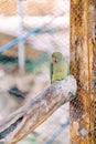 Little green Kramer parrot sitting on a branch in a cage at the zoo Royalty Free Stock Photo