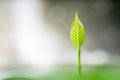 Little Green Leaf Royalty Free Stock Photo