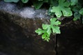 Waterdrop on little green leaf