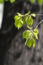 Little green leaves on tree branches