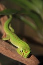 Little green lizard chilling out Royalty Free Stock Photo