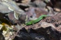 Little green lizard crawling over rocks in the highlands Royalty Free Stock Photo