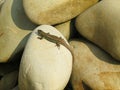 Little green lizard crawling on rocks and basking in the sun Royalty Free Stock Photo