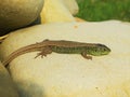 Little green lizard crawling on rocks and basking in the sun Royalty Free Stock Photo