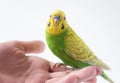 Little green parakeet sitting on the hand. Cute little parrot.