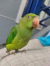 Little green parrot chick pet