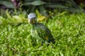 Little Green Parrot