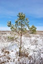 The little green pine tree in a meadow of yellow grass under snow on a hill Royalty Free Stock Photo