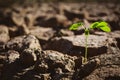 Little green plant in crack dry ground Royalty Free Stock Photo