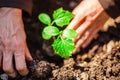 Little green plant of cucumber being put into soil in the home garden. Woman`s hands grab soil and plant the seedling at the