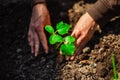 Little green plant of cucumber being put into soil in the home garden. Woman`s hands grab soil and plant the seedling at the