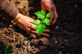 Little green plant of cucumber being put into soil in the home garden. Woman`s hands grab soil and plant the seedling at the