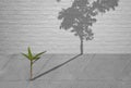 Little green plant growing through crack of pavement with sunlight and long shadow of fully grown tree on surface of brick wall