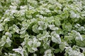 Little green plant growing in the field is covered with white ice crystals. Frozen young mustard. Royalty Free Stock Photo