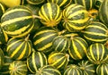 Little green pumkins harvest