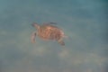 little green sea turtle swimming in the water from the red sea Royalty Free Stock Photo