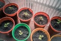 Little green seedlings in plastic cups. Preparation of seedlings. Top view Royalty Free Stock Photo