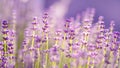 Little green spider wed on lavender flowers at sunset. Natural floral background. Royalty Free Stock Photo