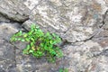 Little green sprout, flower, plant grows through asphalt ground Royalty Free Stock Photo