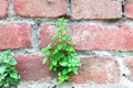 Little green sprout, flower, plant grows through brick wall, ecology, earth, environment concept Royalty Free Stock Photo