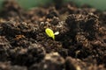 Little Green Sprout Growing From the Ground in Spring. New Life, Organic Agriculture, Business Growth Concept