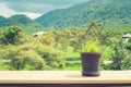 Little green sprout trees in black plastic flowerpot on wooden table with beautiful nature viewpoint in the background. Royalty Free Stock Photo