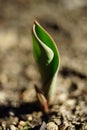 Little green sprout of tulip flower grow in the sunny garden Royalty Free Stock Photo