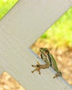 Little green Tree frog perched on trellis