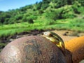 Little green tree toad sunbathes on rusty ball