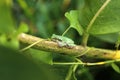 Little Green Treefrog Resting on Green Milkweed Plant in Garden Royalty Free Stock Photo