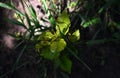 A little green young tree sprout Royalty Free Stock Photo