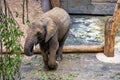 Little grey African elephant in zoo Royalty Free Stock Photo