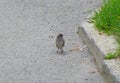 Little grey bird next to a curb Royalty Free Stock Photo