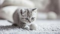 Little grey British kitten playing with a ball