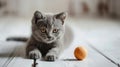 Little grey British kitten playing with a ball