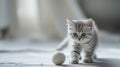 Little grey British kitten playing with a ball