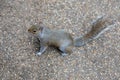Little Grey and Brown Squirrel on the Ground Royalty Free Stock Photo
